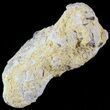 Fish Coprolite (Fossil Poo) - Kansas #49348-2